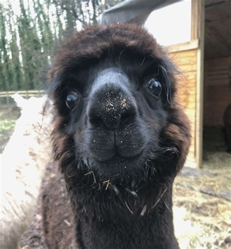 VIP Alpaca